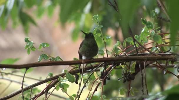 Птах Ківі на Галапагоських островах. — стокове відео