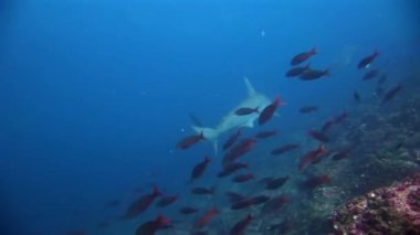 Galapagos köpek balığı harika avcı sualtı deniz yatağı üzerinde yiyecek bulmak.