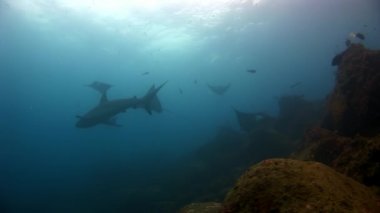 Manta ray rampa balık ve Galapagos tabanının arka plan üzerinde sualtı köpekbalığı.