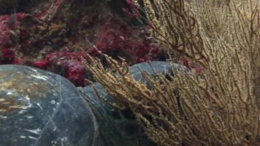 Deniz kaplumbağası closeup makro Galapagos içinde temiz temizlemek su sualtı video.