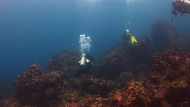 Buceadores bajo el agua en Galápagos . — Vídeos de Stock