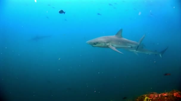 Галапагосские акулы удивительный хищник под водой в поисках пищи на морском дне . — стоковое видео