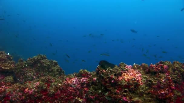 Blennies fischen unter Wasser auf Galapagos. — Stockvideo