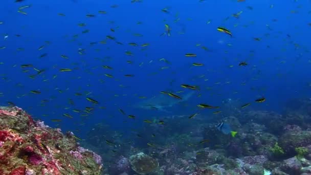 Galápagos Tubarão no fundo da incrível escola de peixes subaquáticos no fundo do mar . — Vídeo de Stock