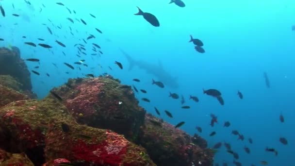 Żarłacz galapagoski niesamowite drapieżnik pod wodą w poszukiwaniu żywności na dnie morza. — Wideo stockowe