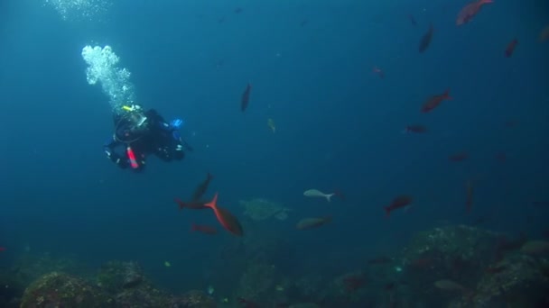 Морська черепаха поблизу дайвера під водою, бірюзової лагуни на Галапагоських. — стокове відео