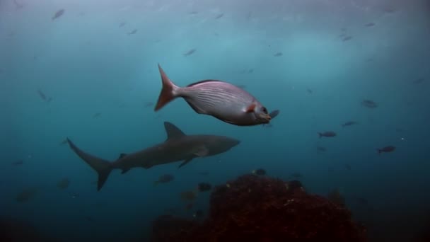 Galapagoshaai verbazingwekkende predator onderwater op zoek naar voedsel op de zeebodem. — Stockvideo