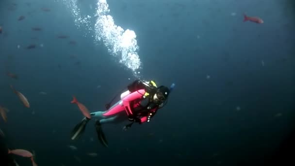 Taucher unter Wasser vor dem Hintergrund von Schwarmfischen in Galapagos. — Stockvideo