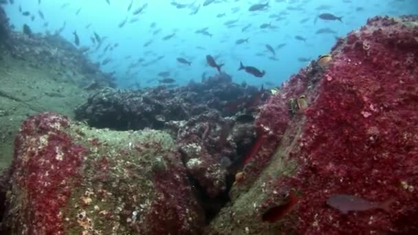 Escola de peixes em Galápagos . — Vídeo de Stock