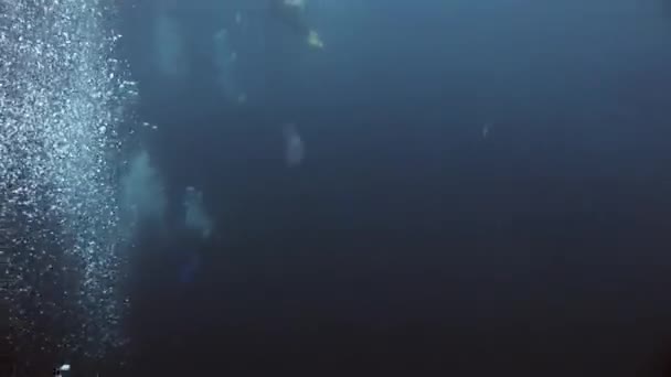 Dykkere under vandet på baggrund af skolefisk i Galapagos . – Stock-video