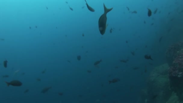 Buceadores bajo el agua en el fondo de peces de la escuela en Galápagos . — Vídeos de Stock