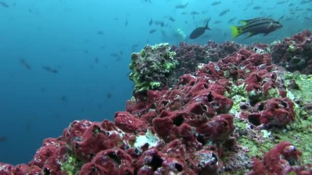 Sekolah ikan di Galapagos . — Stok Video