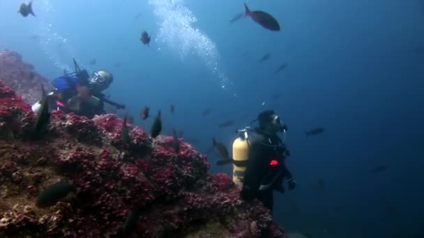 Mergulhadores submarinos no fundo do fundo do fundo do mar. — Vídeo de Stock