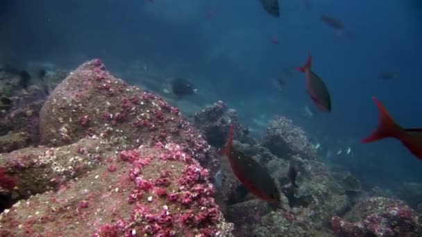 Desencadenar peces bajo el agua en Galápagos . — Vídeos de Stock