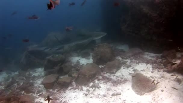 Galapagos haj och dykare under vattnet på havsbotten. — Stockvideo