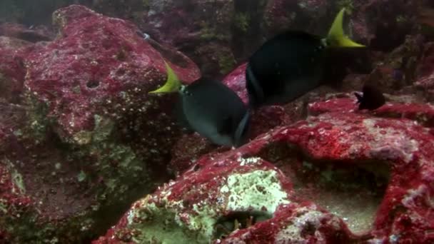 Peces en el fondo marino bajo el agua en Galápagos . — Vídeo de stock