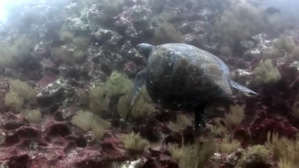 Zeeschildpad op schoon helder water onderwater in Galapagos. — Stockvideo