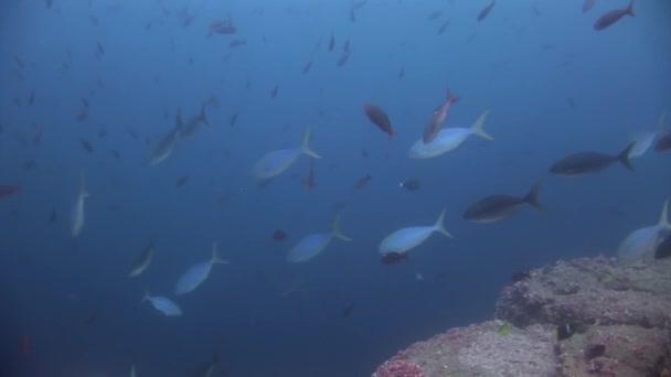 Стая рыб под водой на Галапагосах . — стоковое видео