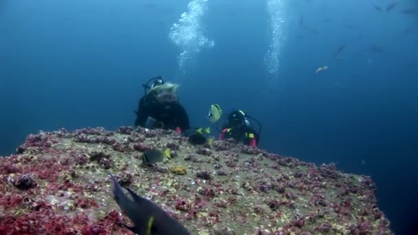 Dykare under vattnet på bakgrund av skolan fisk i Galapagos. — Stockvideo
