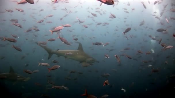 Requin-marteau prédateur marteau sous-marin à la recherche de nourriture sur les fonds marins . — Video