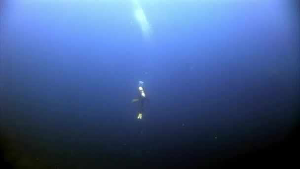 Dykkere under vann i blå avgrunn i Galapagos . – stockvideo