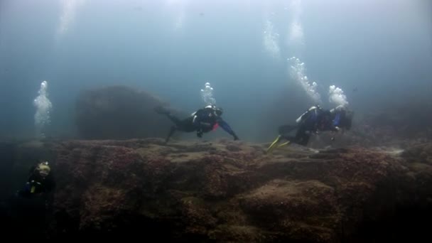 Scuba duikers onderwater in Galapagos. — Stockvideo