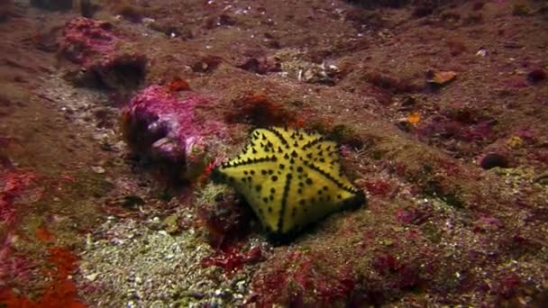 Starfish onderwater op de zeebodem in Galapagos. — Stockvideo