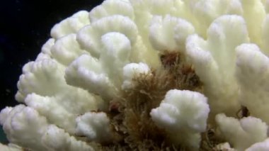 Galapagos dibinin üzerinde beyaz mercanlar.