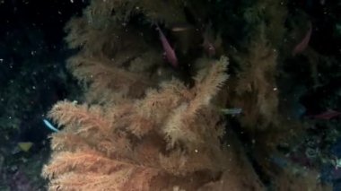 Galapagos 'ta deniz tabanındaki deniz tesisleri.