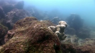 Galapagos 'ta denizin altında.