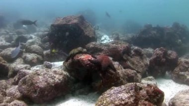 Deniz yıldızı deniz dibinin Galapagos üzerinde.