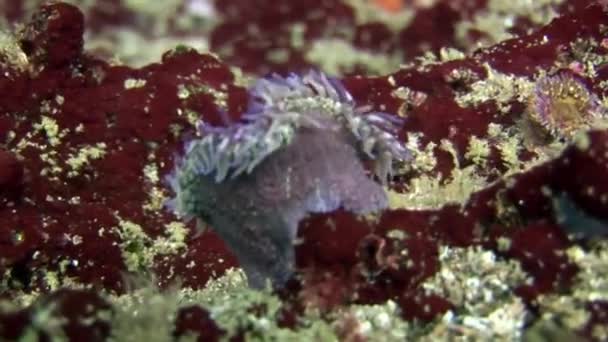 Anémona actinia color azul bajo el agua en Galápagos . — Vídeo de stock
