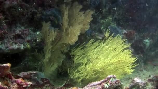 Plantas marinas bajo el agua en el fondo marino en Galápagos. — Vídeos de Stock