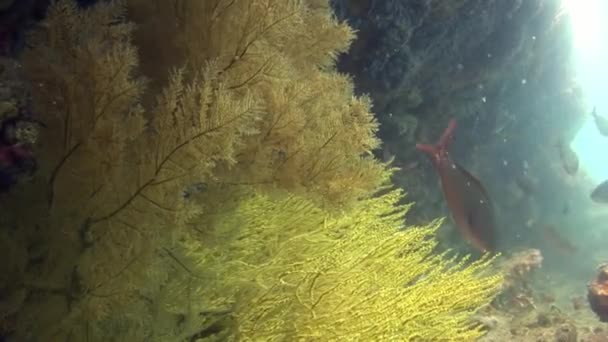 Zeeplanten onder water op de zeebodem van Galapagos. — Stockvideo