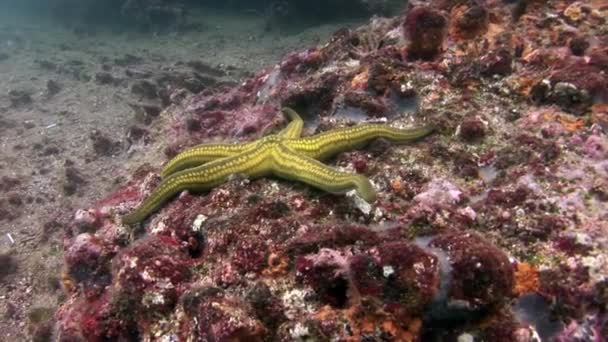 Seestern unter Wasser auf dem Meeresboden in Galapagos. — Stockvideo