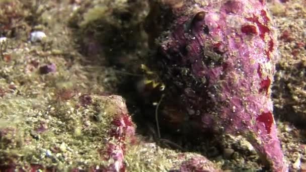 Rakovina poustevník v mušli pod vodou na mořském dně v Galapagos. — Stock video