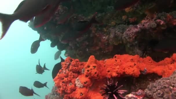 Deniz kestanesi Galapagos akvaryumda doğal deniz dibinin üzerinde — Stok video