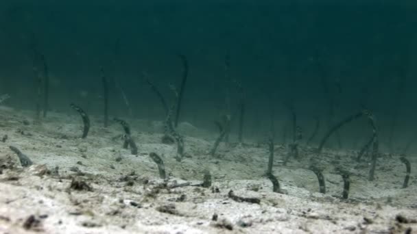 Conger węgorz morze, pod wodą na dnie morskim w Galapagos. — Wideo stockowe