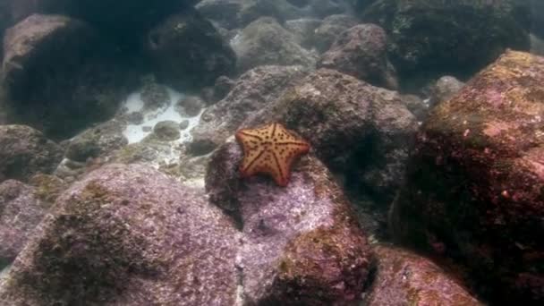 Seestern unter Wasser auf dem Meeresboden in Galapagos. — Stockvideo