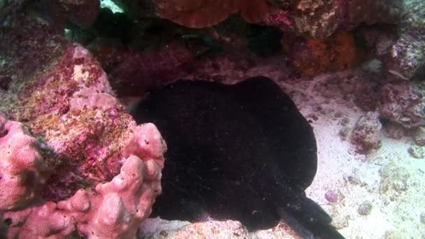 Manta ray rampa ryb pod vodou na pozadí úžasné mořské dno v Galapagos. — Stock video