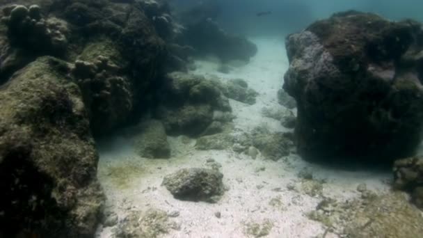 Havsbotten under vatten i Galapagos. — Stockvideo