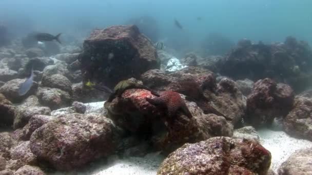 Deniz yıldızı deniz dibinin Galapagos üzerinde. — Stok video