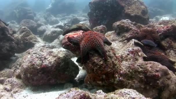 Starfish group on seabed in Galapagos. — Stock Video