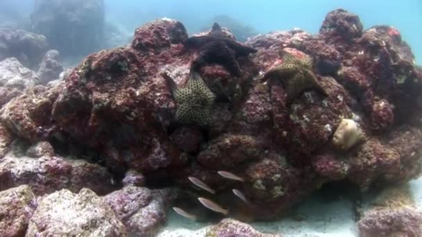 Starfish group on seabed in Galapagos. — Stock Video