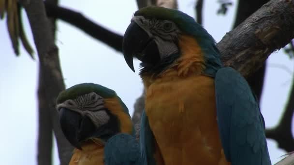 Perroquet vert Ara oiseaux sur l'eau des îles Galapagos . — Video