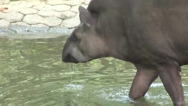 Tapir Tapirus boit de l'eau dans le zoo du parc national .
