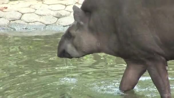 Tapiri Tapirus Milli Parkı hayvanat bahçesinde suyu içer. — Stok video