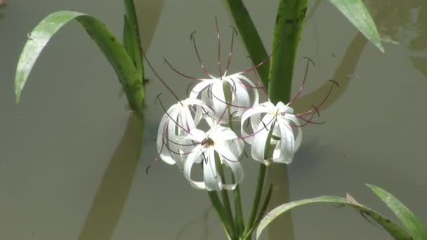 Weiße Blütenpflanzen des Naturparkwaldes auf den Galapagos-Inseln. — Stockvideo