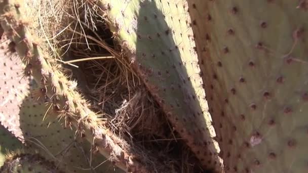 Plantas de cacto de floresta de parque natural nas Ilhas Galápagos . — Vídeo de Stock