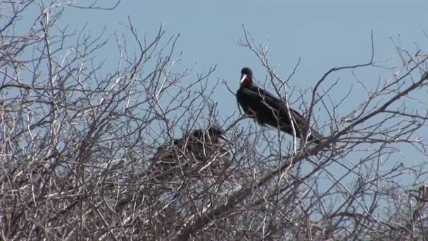 Fregat vogels met rode borst op de Galapagos eilanden. — Stockvideo